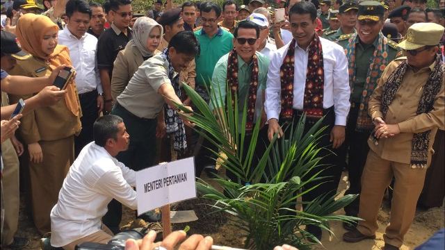 Di Bahar, Menteri Amran Minta Setelah Replanting, di Tengah Kebun Sawit Ditanami Jagung
