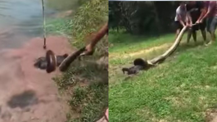 Anaconda Lahap Seekor Anjing, Momen 3 Pria ini Menyelamatkannya Sangat Menegangkan!