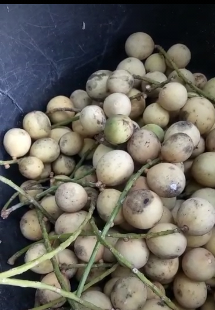 Ternyata Biji Buah Duku yang Sering Dicampakan Bisa Turunkan Demam, Begini Caranya