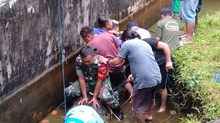 Satu Gigi Buaya Copot, Meronta-ronta saat Anggota TNI AD Duduk di Atas Badannya