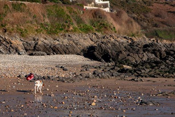 VIRAL - Misteri Anjing Penderita Kanker Tampak Sedih Dengan Balon Bertuliskan Kalimat Haru