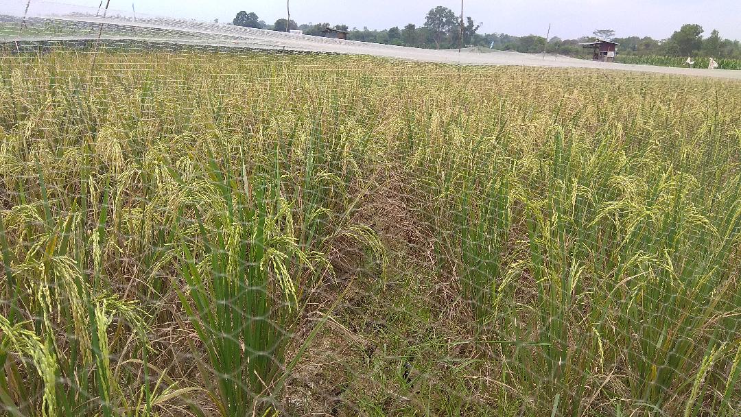 Pasca Gagal Panen, Petani di Batanghari Bakal Dapat Bantuan 1.406 Hektare Bibit Padi Tahun 2020