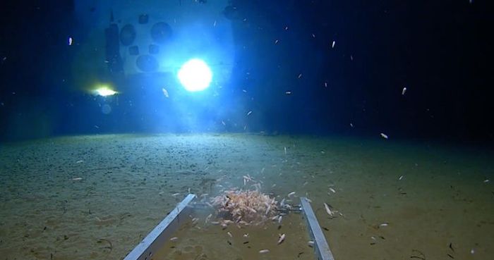 Capai Titik Terdalam Lautan, Takjub Melihat Hewan Laut Dalam, Tapi Juga Temukan Ini