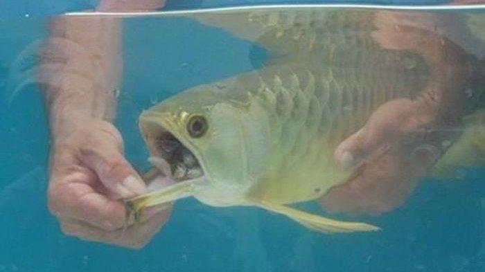 benda-aneh-yang-ada-di-dalam-mulut-ikan-arwana.jpg