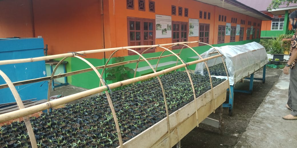 Hari Ini Guru SDN 64 /VII Sukasari Sarolangun Tanam 815 Bibit Cabai, Terong, dan Cabai Rawit