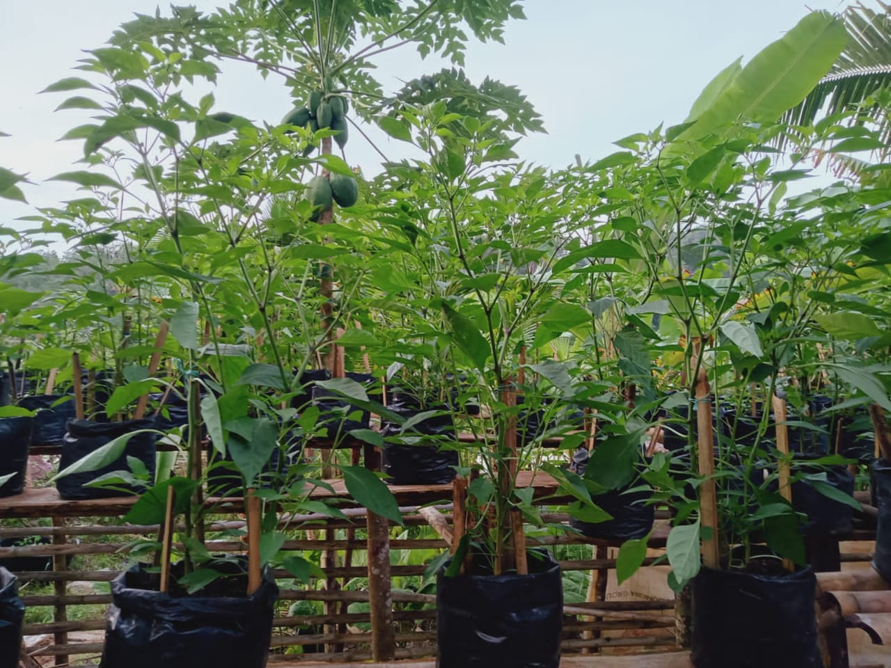 Kelompok Wanita Tani Sarolangun Diberikan Pembinaan dan Pembibitan