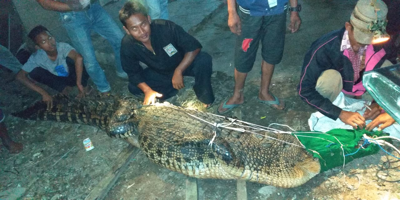 MENEGANGKAN Warga Tangkap Buaya Sepanjang 3 Meter, Sempat Beri Umpan Bebek Tapi Tak Muncul Lalu