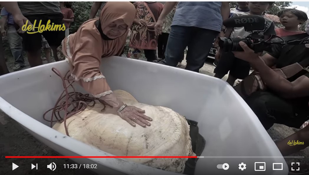 HARU! Ibu Ini Berpisah dengan Bulus Raksasa yang 30 Tahun Dirawatnya