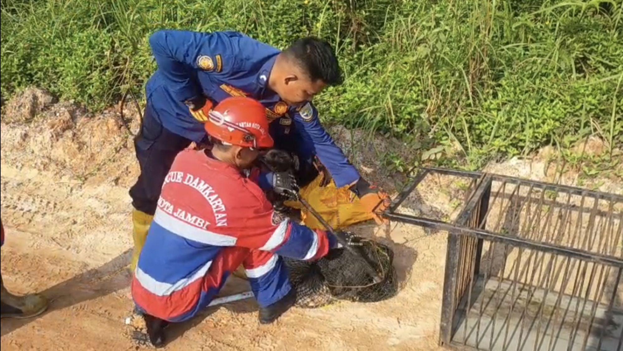 Lutung justru Sembunyi di Kamar Mandi setelah Diusir Pemilik Warung di Jambi - Tribunjambi.com