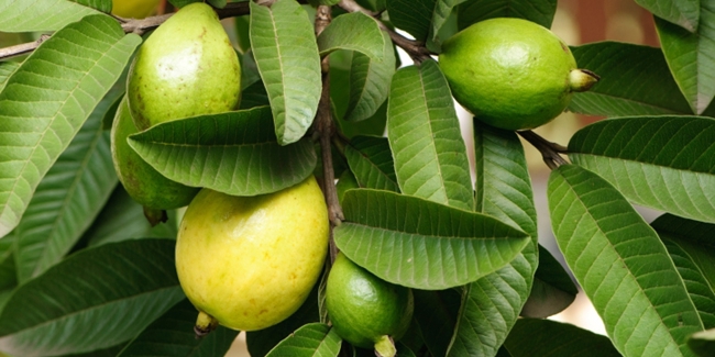 Manfaat Jambu Biji untuk Kesehatan, Memiliki Efek Antikanker dan Meningkatkan Kesehatan Jantung