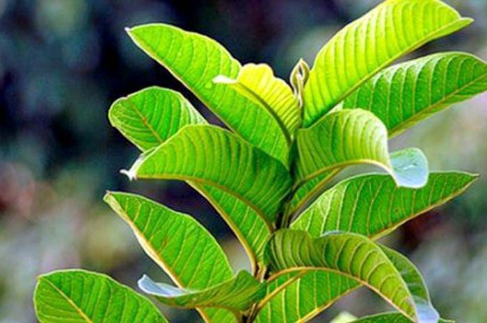 Punya Masalah kulit Wajah? Atasi dengan Daun Jambu Biji ini