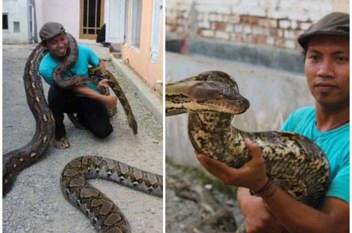demi-memberi-makan-10-ularnya-pria-ini-habiskan-3-juta-rupiah-per-bulan_20180710_204604.jpg