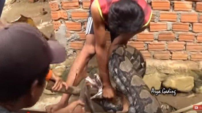 VIDEO Detik-detik Pria Digigit Ular Piton Raksasa dengan Perut Buncit, Warga Histeris Melihatnya