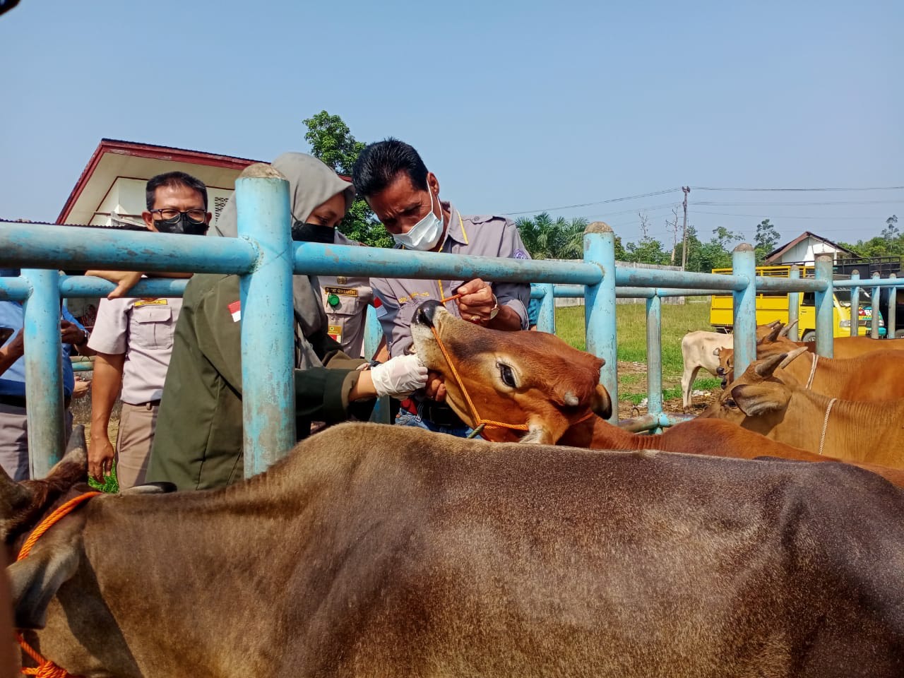 dokter-hewan-cek-sapi-di-pasar-ternak-bulian-200522-kesehatan-ternak.jpg