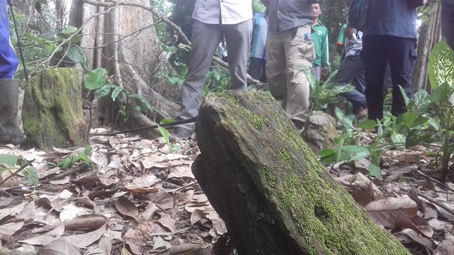 Temuan Empat Fosil Kayu Tak Jauh Dari Kawasan Candi Muaro Jambi, Misteri, Warga Tak Berani Bongkar