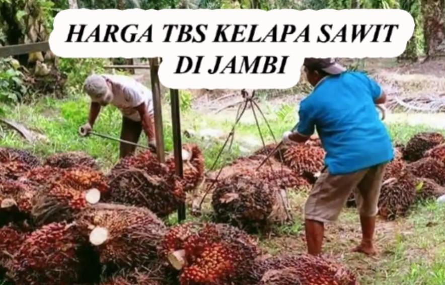 harga-tbs-kelapa-sawit-di-jambi.jpg