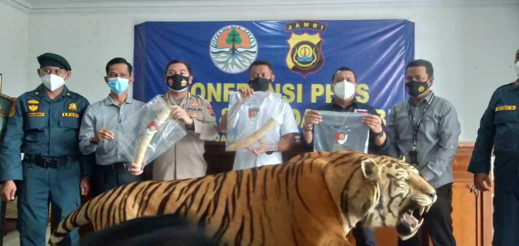harimau-sumatera-dan-gading-gajah.jpg