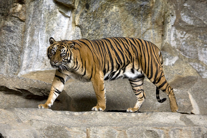 harimau-sumatera.jpg
