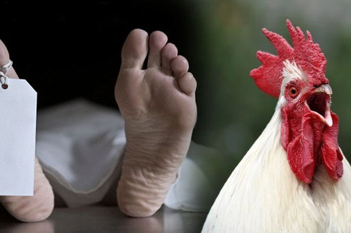 Kasus Pembunuhan Paling Aneh, Mulai dari Dipatuk Ayam Hingga Digigit Hamster. Kok Bisa?