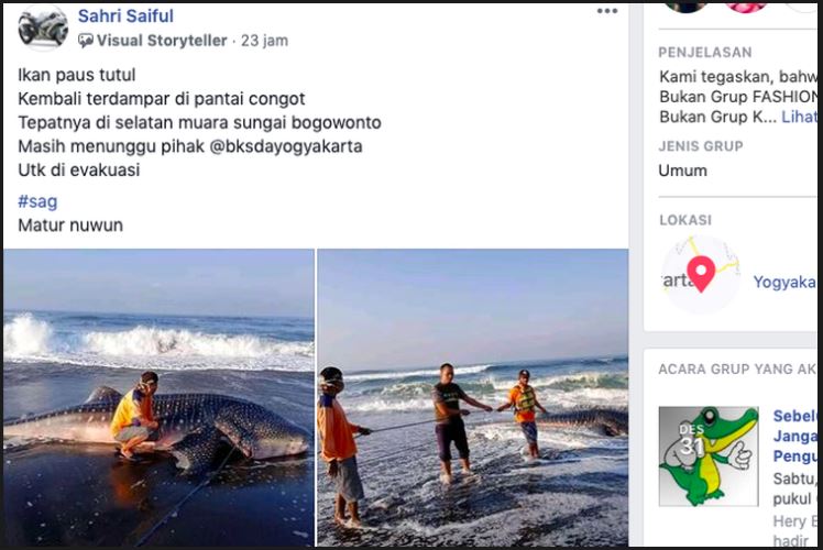 Tengah Viral dan Ramai Dibahas Hiu Paus Terdampar di Pantai Congot, Yogyakarta, Ini Penjelasan BKSDA
