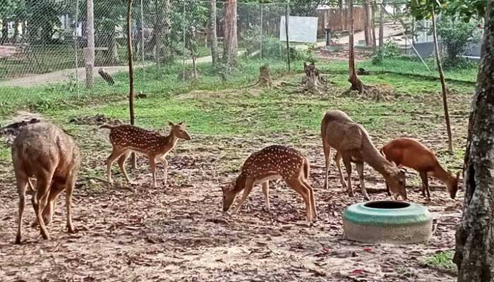Wisata Jambi Taman Hutan Kota, Ada Rusa dan Monyet yang Menyapa Pengunjung