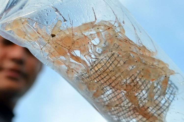 Pengganti Edhy Prabowo Diminta Mencabut Regulasi Ekspor Benur, KIARA: Harus Berani