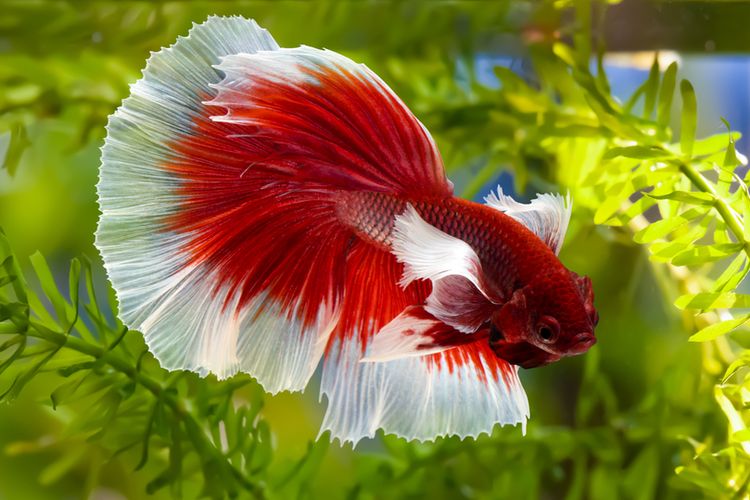 Begini Cara Mengolah Daun Ketapang Yang Digunakan Untuk Mempercepat Mutasi Ikan Cupang