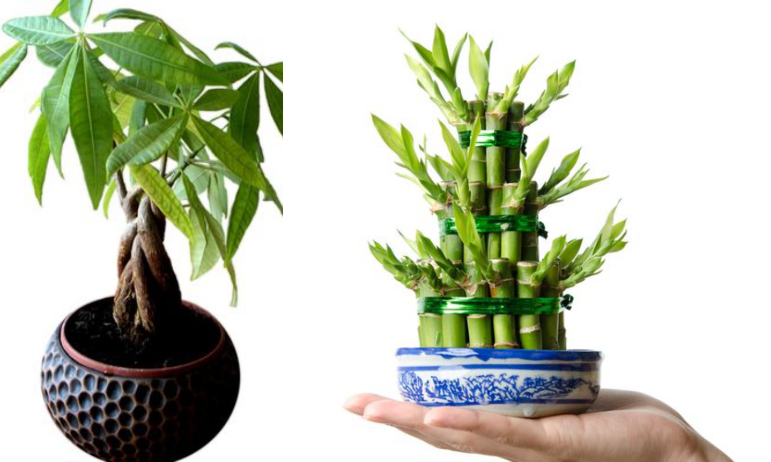 Rekomendasi Tanaman yang Dipercaya Membawa Keberuntungan, Ada Bambu Rejeki dan Pohon Uang