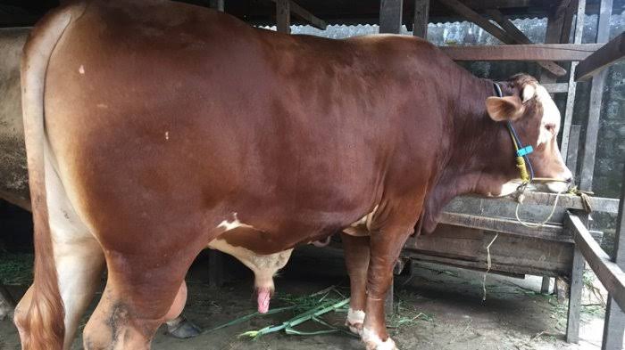 Sapi Ini Sudah Disembelih Tapi Mendadak Bangkit Lagi hingga Seruduk Warga