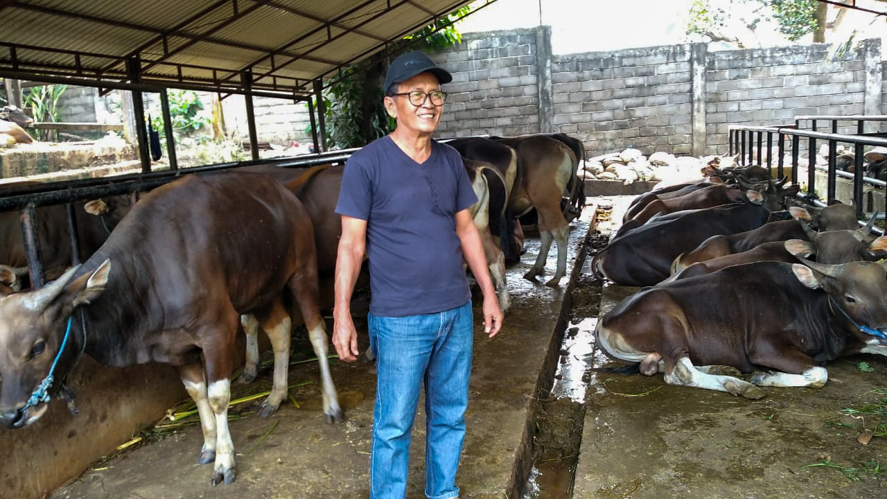Indra Suardi Pemasok Sapi dari Jokowi, Menceritakan Pengalamannya Beternak di Kota Jambi