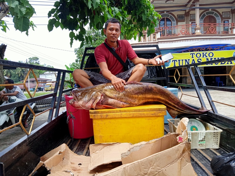 Warga Sarolangun Jual Ikan Tapah 38 Kg, Pagi-pagi Bikin Geger Pengunjung Simpang Jambi
