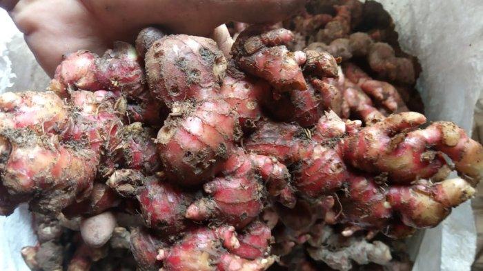 Jahe Merah Mulai Diburu, Benarkah Ampuh Tangkal Virus Corona? Ini Kata Guru Besar dari Unair