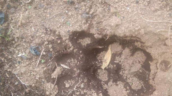Bentuk Jejak Harimau Sumatera yang Bikin Geger Warga Pagaralam, Pantas Saja Segede Ini