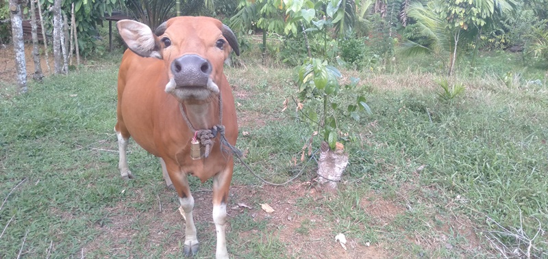 Jelang Idul Adha 2019 Segini Lho Harga Sapi Bali di Tanjab Timur, Hewan Ternak Untuk Qurban