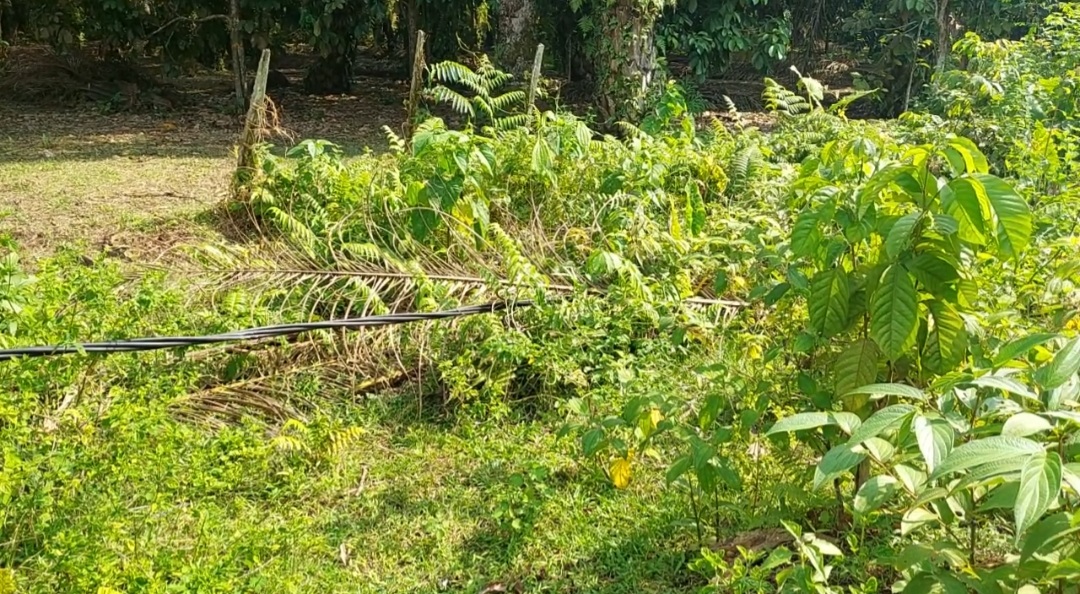 Dua Tahun Kabel Listrik di Desa Teluk Langkap Tebo Tak Diurus PLN, Begini Kondisinya