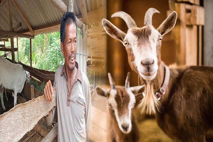 Kematian Kambing Bermata Satu di Simalungun Diiringi Angin Kencang yang Mengejutkan Pemiliknya