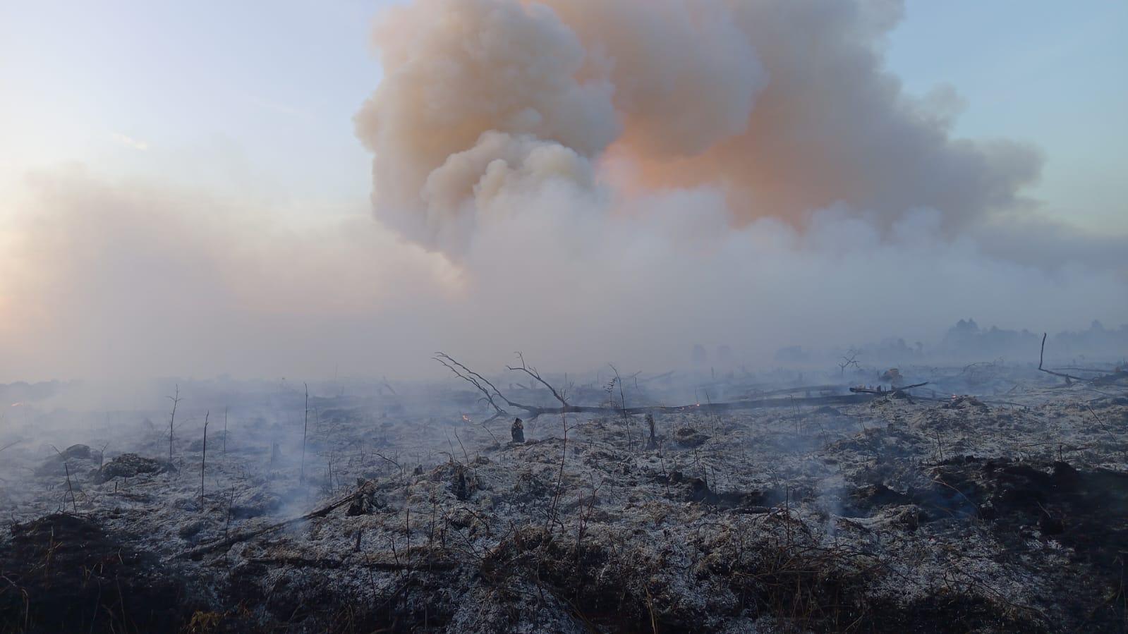 Karhutla Jambi Butuh Waterbombing Segera, Api Membesar di Desa Gambut Jaya Muaro Jambi-Tanjabbar