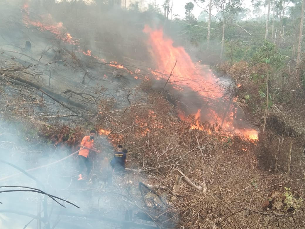Ribuan Hektare Hutan dan Lahan di Batanghari Terbakar, 172 Hektare Diantaranya Lahan Perusahaan