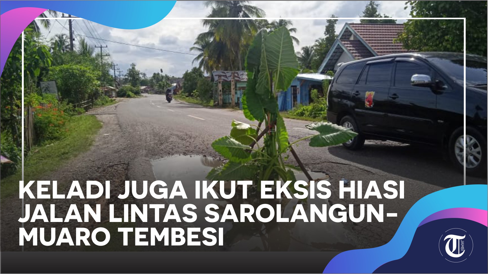 keladi-hiasi-jalan-genangan-lubang-di-sarolangun.jpg