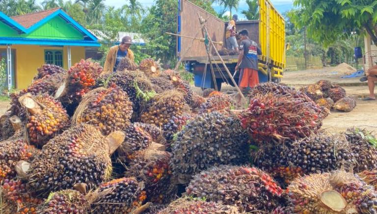 Harga TBS di Jambi Periode 5-11 November 2021 Usia 10-20 Tahun