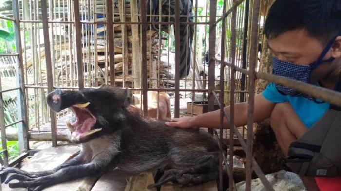 VIRAL Celeng Berkaki Seperti Jari Manusia di Banyumas, Jadi Tontonan Warga, Dibubarkan Polisi