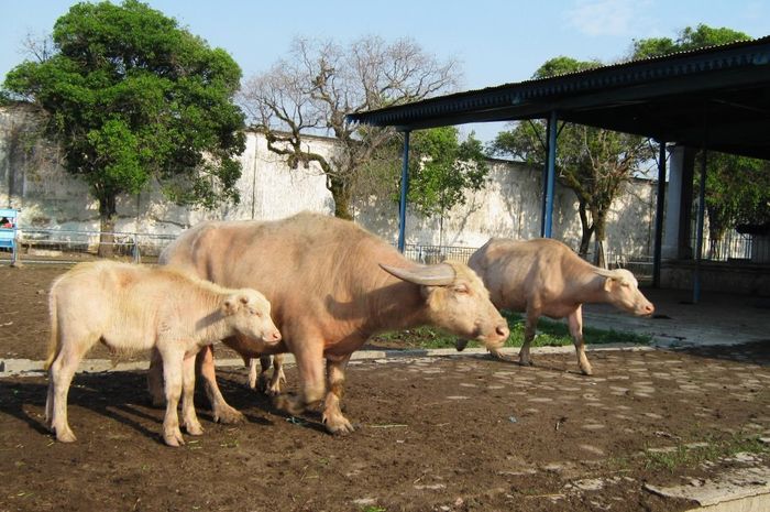 Kerbau Milik Kiai Slamet Diarak 1 Muharram, Dianggap Sakti Hingga Kutunya Dicari Orang