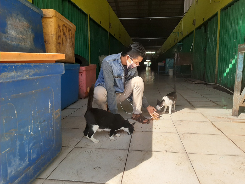 Kucing Jalanan Ikut Kena Imbas Pandemi Covid-19, Komunitas Sahabat Kucing Jambi Lakukan Hal Ini