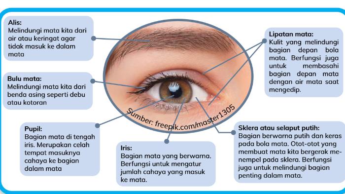 Kunci Jawaban 20 Latihan Soal Pilgan Sumatif Tengah Semester IPAS Kelas 5 SD Kurikulum Merdeka