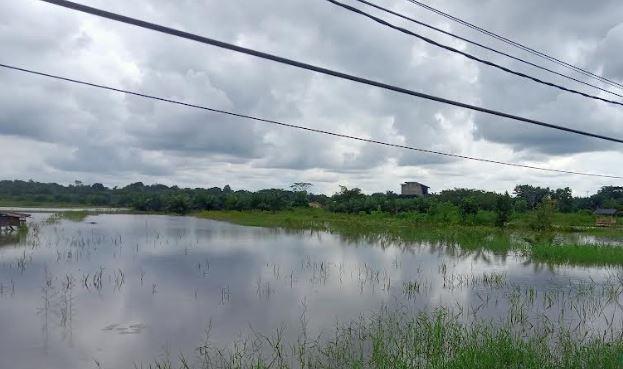Pascabanjir di Kerinci Harga Gabah Melonjak, Pedagang Pengumpul Kesulitan