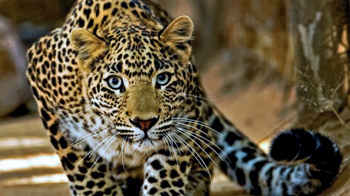 Sedang Santai di teras Rumah, Seorang Wanita jadi Santapan Macan Tutul