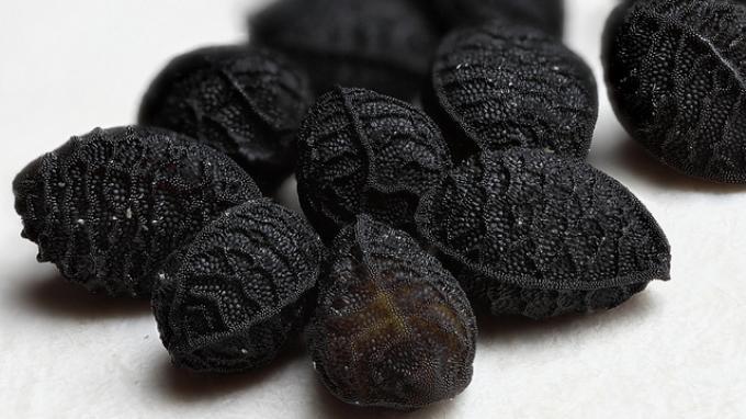 Manfaat Habbatussauda untuk Menstabilkan Gula Darah dan Menekan Kadar Kolesterol