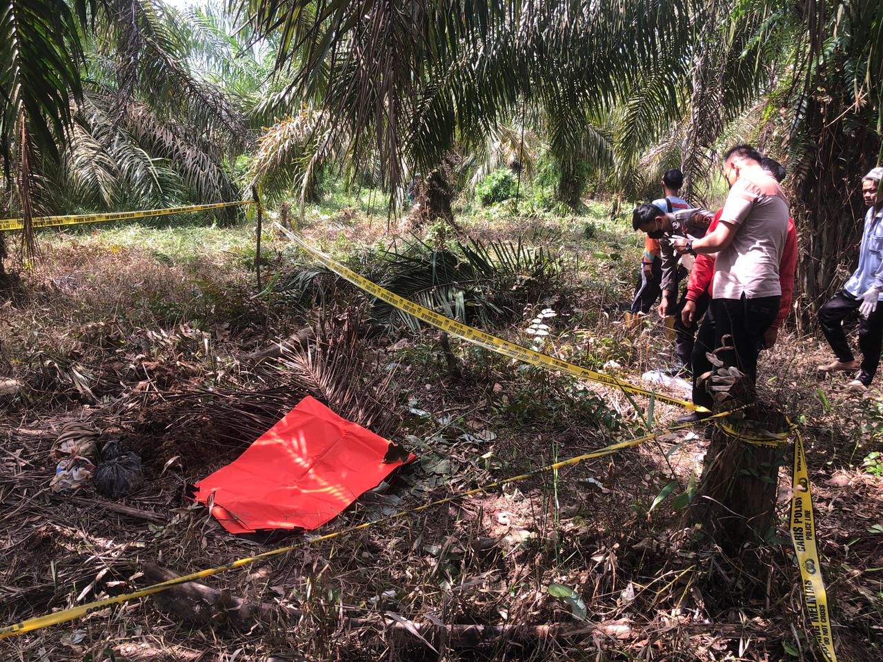 Mayat Bayi Yang Ditemukan di Bawah Tumpukan Dahan Sawit di Sabak Barat Diduga Baru Saja Dilahirkan