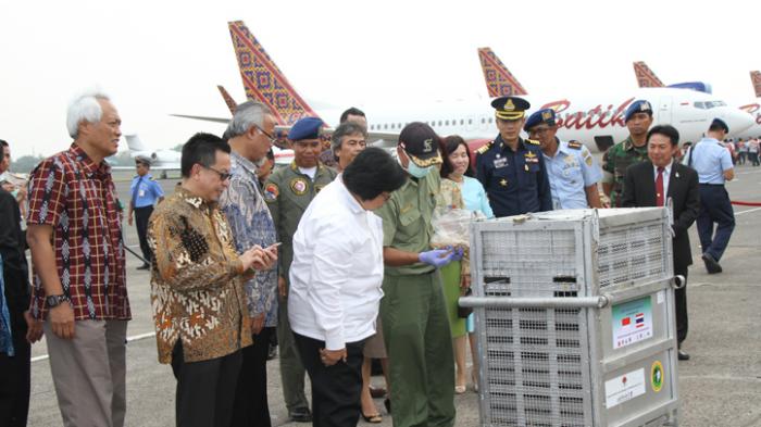 Menteri Siti Jemput Pemulangan 14 Orangutan di Bandara Halim