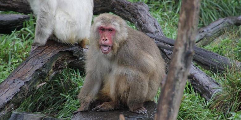 Bukan Hanya Manusia Ternyata Monyet Juga Memiliki Rasa Hormat Terhadap yang Lebih Tua, Ini Buktinya